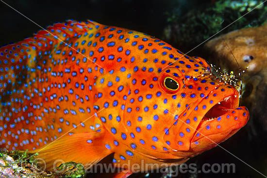 Coral Grouper cleaned by shrimp photo