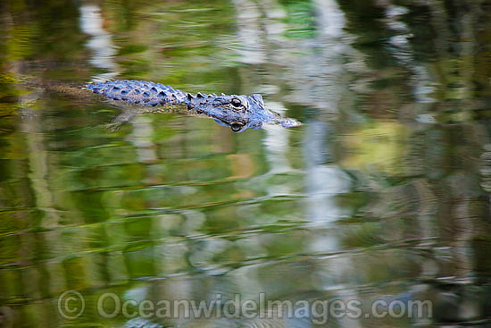 American Alligator swimming photo