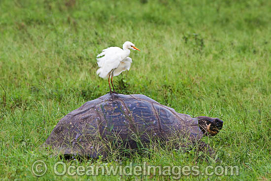 Egret on Galapagos Giant Tortoise photo