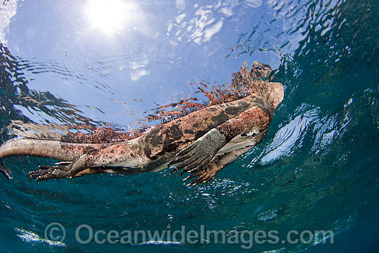 Marine Iguana breathing at surface photo