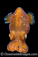Bottletail Squid Sepiadarium kochi Photo - Gary Bell