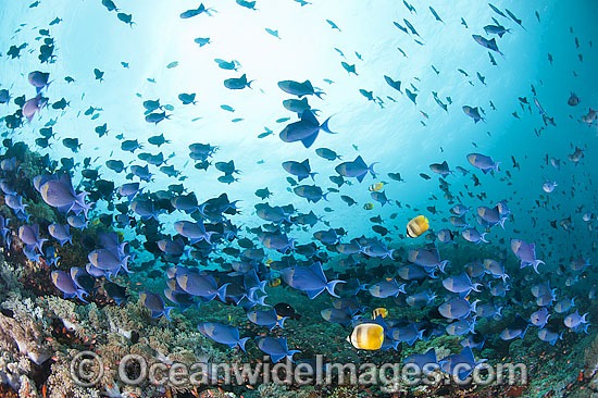 Schooling Blue Triggerfish Odonus niger photo