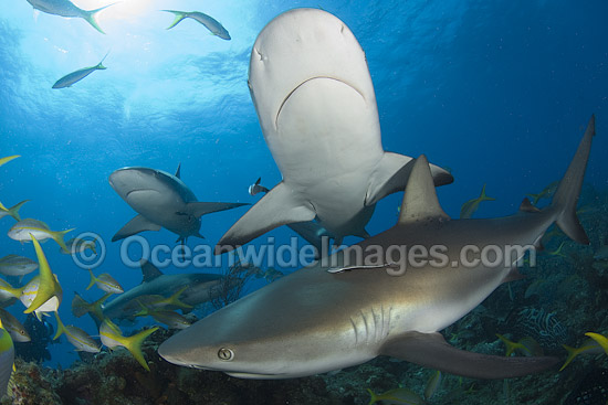 Caribbean Reef Shark Carcharhinus perezi photo