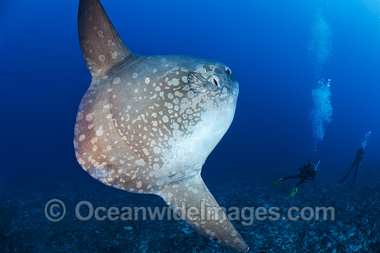 Ocean Sunfish and Divers photo