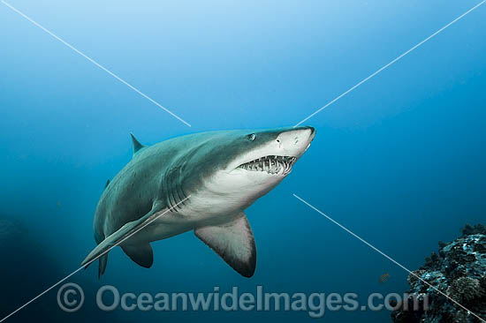 Grey Nurse or Sand Tiger Shark photo