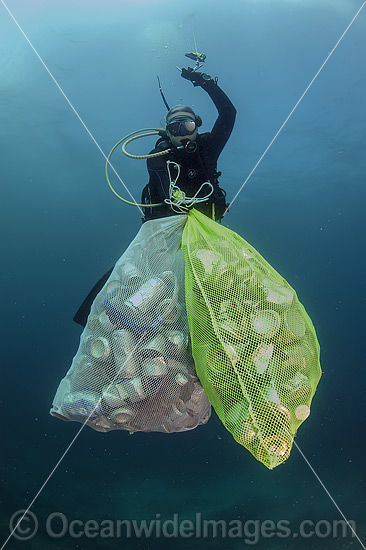 Scuba Diver collecting cans and garbage photo