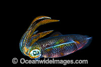 Bigfin Reef Squid juvenile Photo - Gary Bell