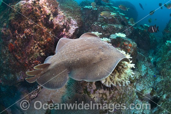 Electric Ray photo