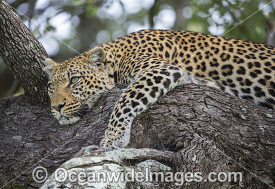 African Leopard Panthera pardus pardus photo