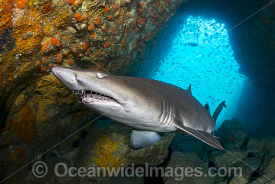 Grey Nurse Shark South West Rocks photo