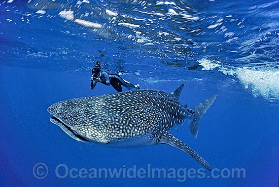 Whale Shark Snorkel Diver photo