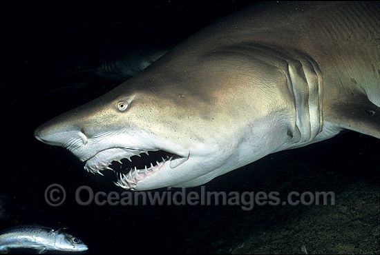 Spotted Ragged-tooth Shark Carcharias taurus photo