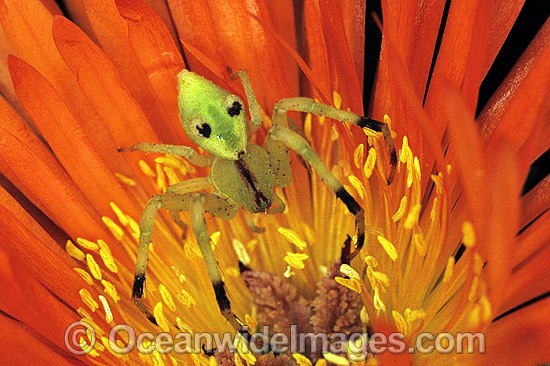 Flower Spider Diaea sp. photo