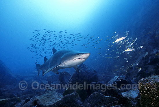 Grey Nurse Shark feeding on Mackeral photo