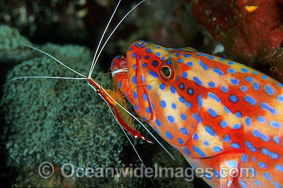 Shrimp cleaning Coral Grouper photo