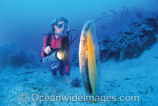 Scuba Diver with giant Sea Pen photo