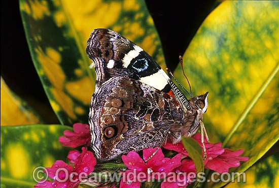 Yellow Admiral Butterfly photo