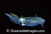 Luminous Bay Squid Loliolus noctiluca Photo - Gary Bell