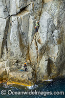 Rock climbers, climbing Beowulf Wall, located in Freycinet National Park, Tasmania, Australia.