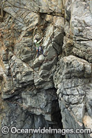 Rock climber, climbing Beowulf Wall, located in Freycinet National Park, Tasmania, Australia.