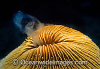 Mushroom Coral (Fungia sp.) spawning. Mushroom Coral releasing egg and sperm bundles. Photo taken in Great Barrier Reef, Queensland, Australia