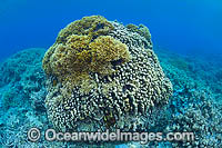 Underwater coral reef seascape, showing Fire Coral attached to a coral 
