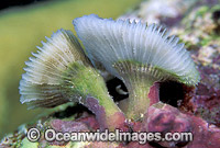 Early growth stage of Mushroom Coral (Fungiidae sp.) showing stalked base. Indo-Pacific