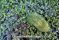 Mushroom Coral (Ctenactis sp.) and Acropora Corals (Acropora sp.). Great Barrier Reef, Queensland, Australia
