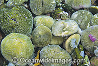 Mushroom Coral (Fungia sp.) - individual corals clustered together on the reef. Found throughout the Indo-West Pacific, including the Great Barrier reef, Australia