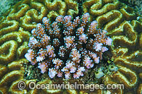 Acropora Coral (Acropora sp.) - living and growing in the middle of a Brain Coral (possibly: Leptoria sp.). Found throughout the Indo-West Pacific, including the Great Barrier Reef, Australia.
