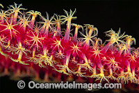 Whip Coral (Ellisella sp.) detail. Great Barrier Reef, Queensland, Australia