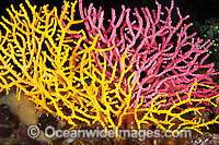 Sea Fan Coral (Acabaria sp.). Found throughout the Indo-West Pacific, including the Great Barrier Reef, Australia. Photo taken off Anilao, Philippines. Within the Coral Triangle.