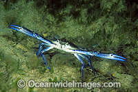 Blue Swimmer Crab (Portunus pelagicus). Also known as Blue manna Crab. Sought after by Commercial fishery. York Peninsula, South Australia