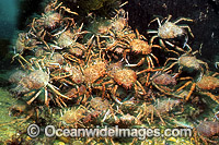 Giant Spider Crabs (Leptomithrax gaimardii) - mating aggregation. Port Phillip Bay, Victoria, Australia