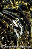 Elegant Squat Lobster (Allogalathea elegans) on Crinoid Featherstar. Also known as Crinoid Crab. Bali, Indonesia