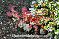 Boxer Crab (Lybia tessellata). Note: stinging Sea Anemones held in claws for use in defence. Bali, Indonesia