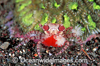 Boxer Crab (Lybia tessellata) - female with eggs. Note: stinging Sea Anemones held in claws for use in defence. Bali, Indonesia