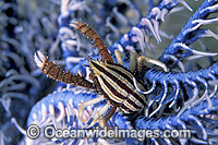 Elegant Squat Lobster (Allogalathea elegans) on Crinoid Featherstar. Also known as Crinoid Crab. Sulawesi, Indonesia