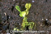 Green Arrowhead Crab (Possibly: Huenia heraldica) - decorated in Coralline alga (Halimeda opuntia). Bali, Indonesia
