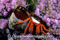 Hermit Crab (Trizopagurus strigatus) - living in cone shell. Bali, Indonesia