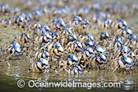 Soldier Crabs (Mictyris longicarpus), marching across the sand flat during low tide. Sapphire Coast, New South wales, Australia.