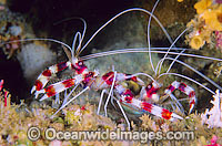 Banded Coral Cleaner Shrimp (Stenopus hispidus). Also known as Boxer Shrimp. Great Barrier Reef, Queensland, Australia