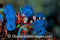 Commensal Anemone Shrimp (Thor amboinensis) on Sea Tunicate. Bali, Indonesia
