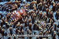 Commensal Shrimp (Pliopontonia furtiva) - male and female, on Corallimorph (Amplexidiscus fenestrafer). Bali, Indonesia