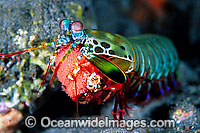 Mantis Shrimp (Odontodactylus scyallarus) - female carrying egg mass. Found on sand and rubble throughout the Indo-Pacific. Photo taken at Tulamben, Bali, Indonesia