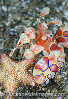 Harlequin Shrimp (Hymenocera picta), feeding on a Sea Star. Found throughout the Indo-Pacific, including the Great Barrier Reef, Australia. Photo taken off Anilao, Philippines. Within Coral Triangle.