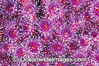 Colony of Jewel Anemones (Corynactis australis) detail. Southern Australia