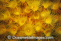 Colony of Yellow Zoanthids (Parazoanthus sp.). Southern Australia
