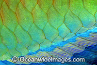 Bridled Parrotfish (Scarus frenatus) - anal fin and scale detail. Night colour. Indo-Pacific