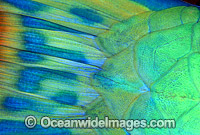 Bridled Parrotfish (Scarus frenatus) - caudal fin and scale detail. Night colour. Indo-Pacific
